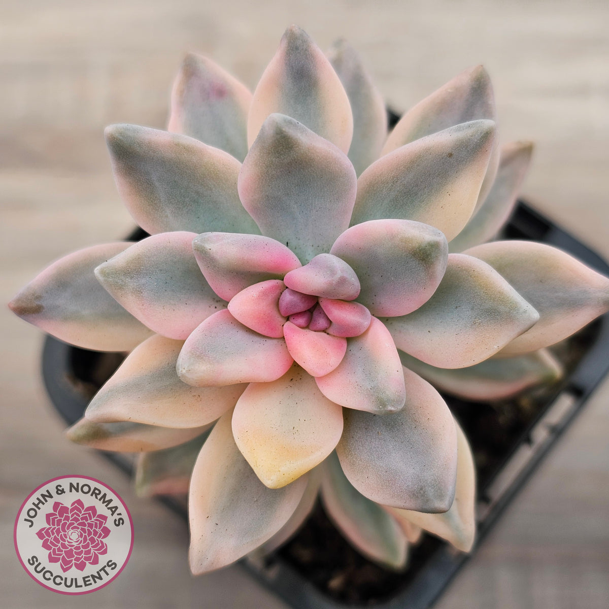 Graptopetalum 'Victor Kane' Variegata