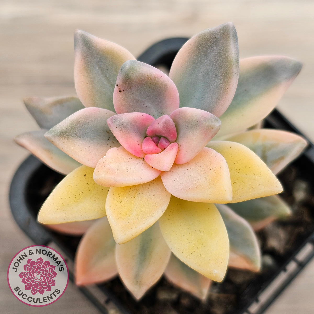 Graptopetalum 'Victor Kane' Variegata