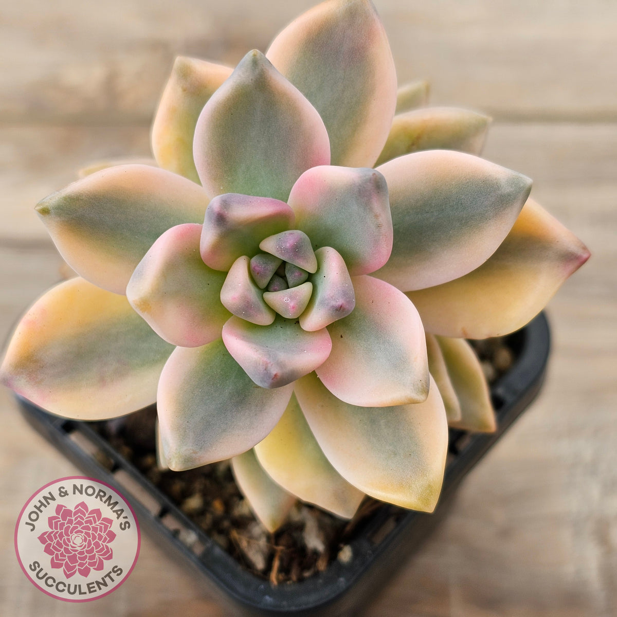 Graptopetalum 'Victor Kane' Variegata