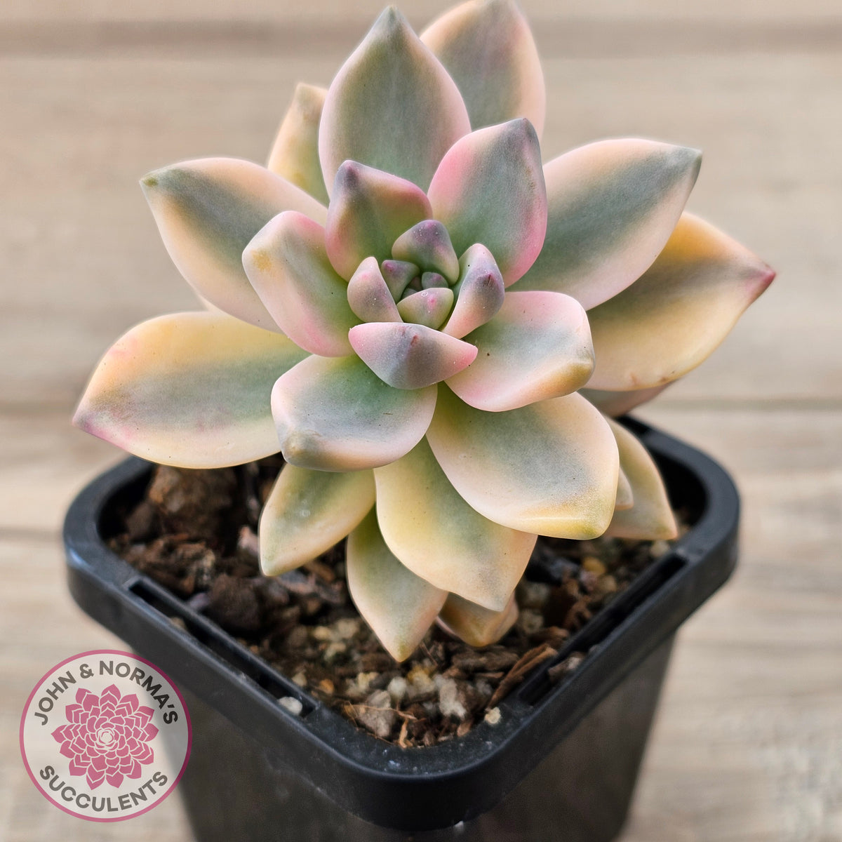 Graptopetalum 'Victor Kane' Variegata