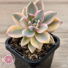 Load image into Gallery viewer, Graptopetalum 'Victor Kane' Variegata