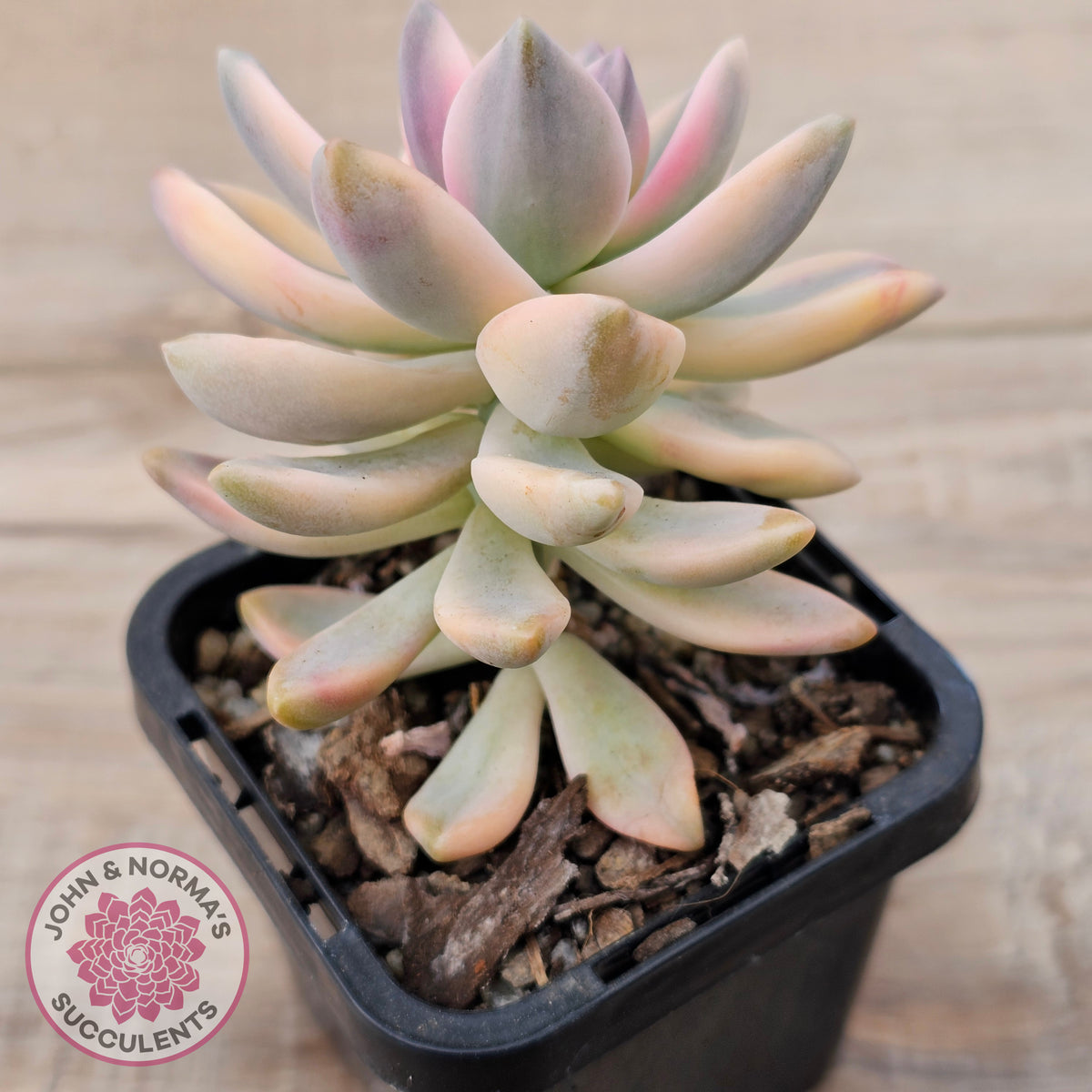 Graptopetalum 'Victor Kane' Variegata