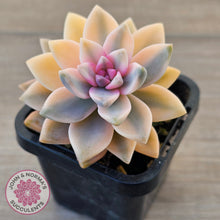 Load image into Gallery viewer, Graptopetalum 'Victor Kane' Variegata