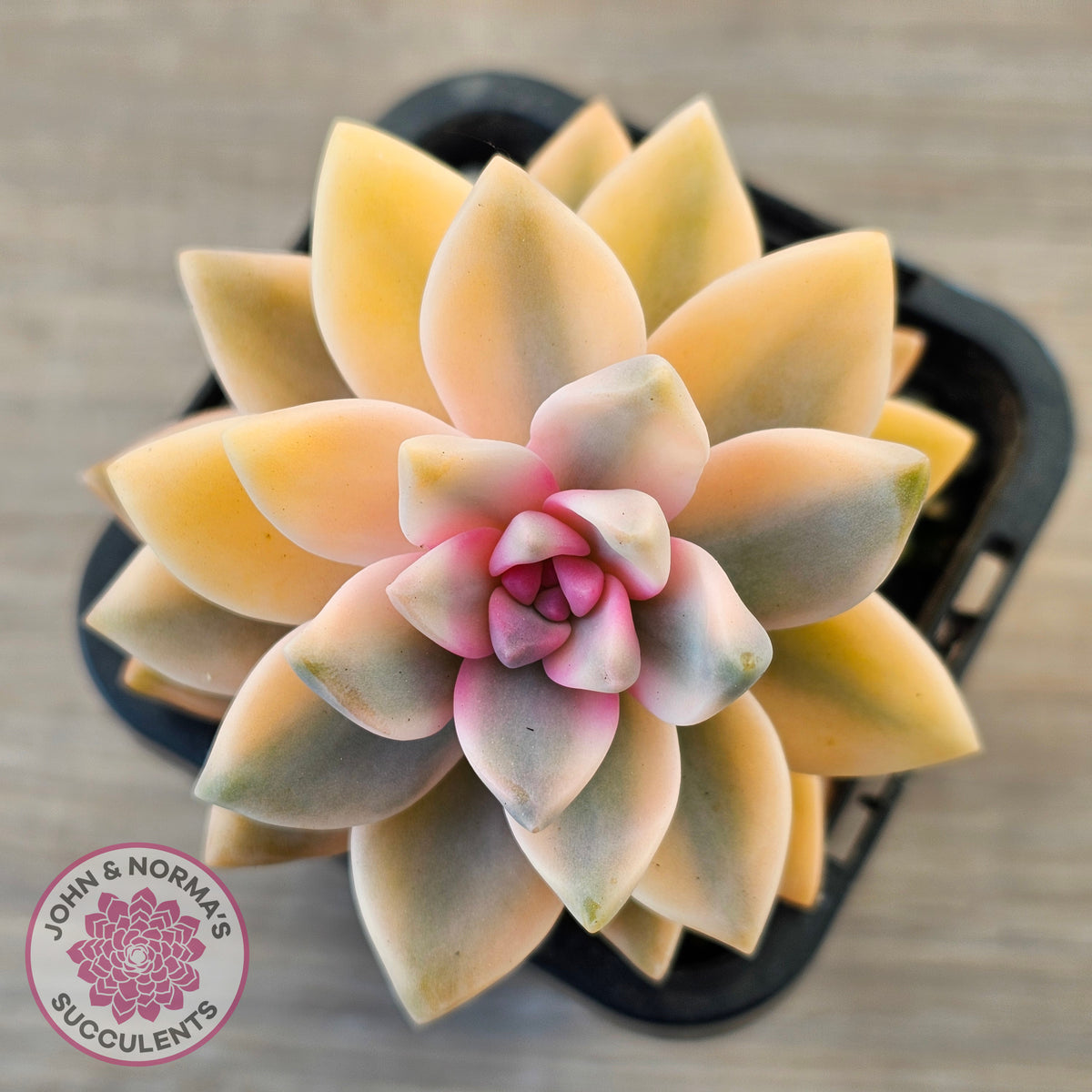 Graptopetalum 'Victor Kane' Variegata
