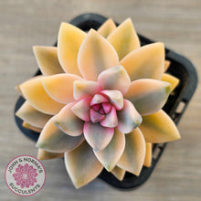 Load image into Gallery viewer, Graptopetalum 'Victor Kane' Variegata