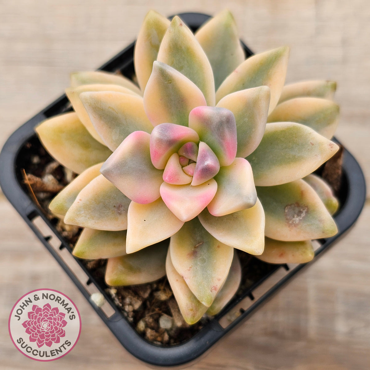 Graptopetalum 'Victor Kane' Variegata