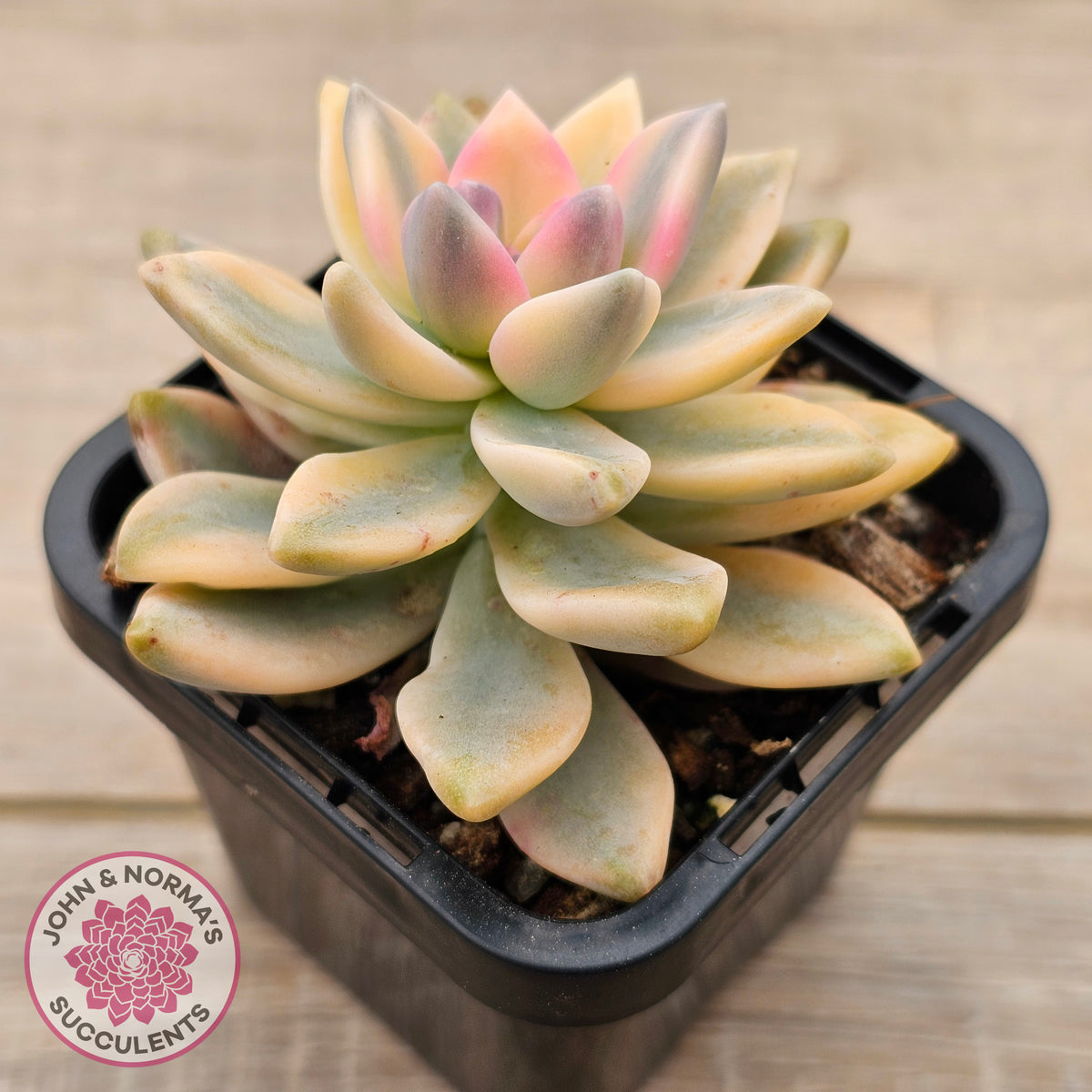 Graptopetalum 'Victor Kane' Variegata