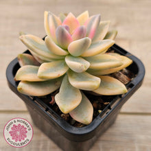 Load image into Gallery viewer, Graptopetalum 'Victor Kane' Variegata