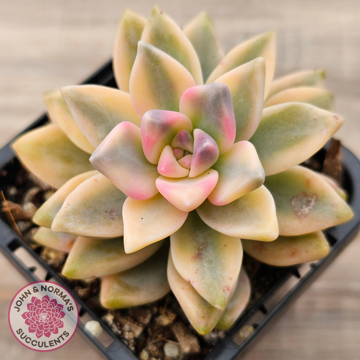 Graptopetalum 'Victor Kane' Variegata