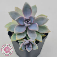 Load image into Gallery viewer, Graptopetalum Victor Kane