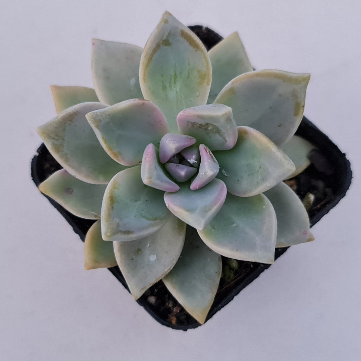 Graptopetalum Victor Kane