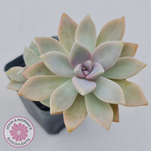 Load image into Gallery viewer, Graptopetalum Victor Kane