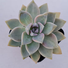 Load image into Gallery viewer, Graptopetalum Victor Kane