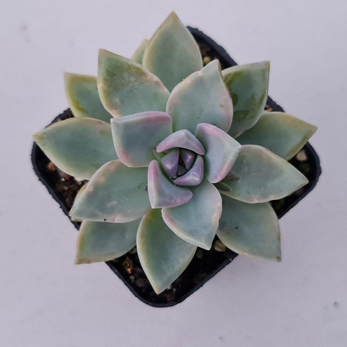 Graptopetalum Victor Kane