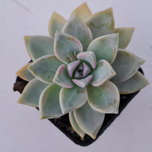 Load image into Gallery viewer, Graptopetalum Victor Kane