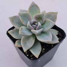 Load image into Gallery viewer, Graptopetalum Victor Kane