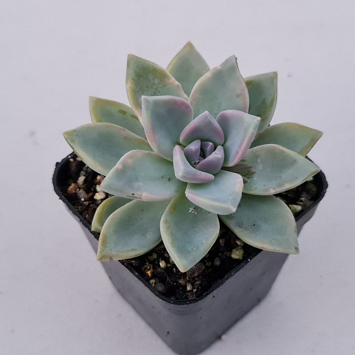 Graptopetalum Victor Kane
