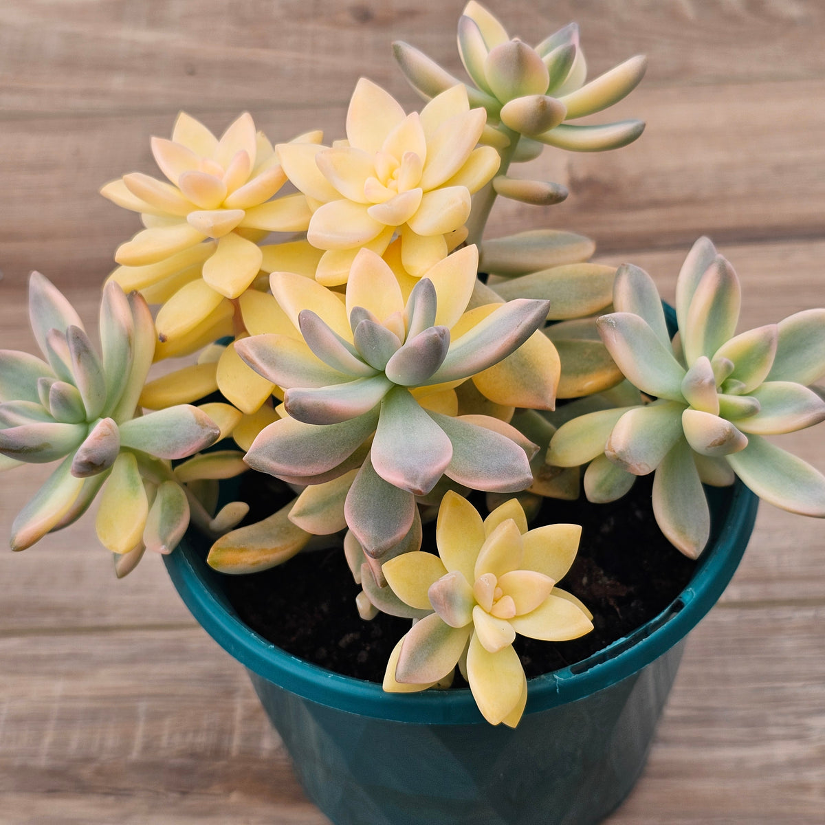 Graptopetalum 'Victor Kane' Variegated Cuttings