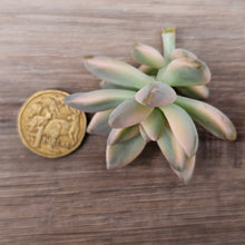 Load image into Gallery viewer, Graptopetalum 'Victor Kane' Variegated Cuttings