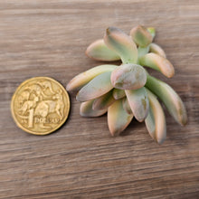 Load image into Gallery viewer, Graptopetalum 'Victor Kane' Variegated Cuttings