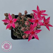 Load image into Gallery viewer, Graptopetalum bellum aka Tacitus bellus - John & Norma's Succulents Australia