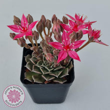 Load image into Gallery viewer, Graptopetalum bellum aka Tacitus bellus - John & Norma's Succulents Australia