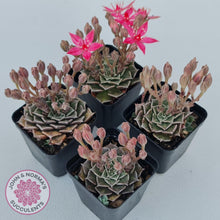 Load image into Gallery viewer, Graptopetalum bellum aka Tacitus bellus - John & Norma's Succulents Australia