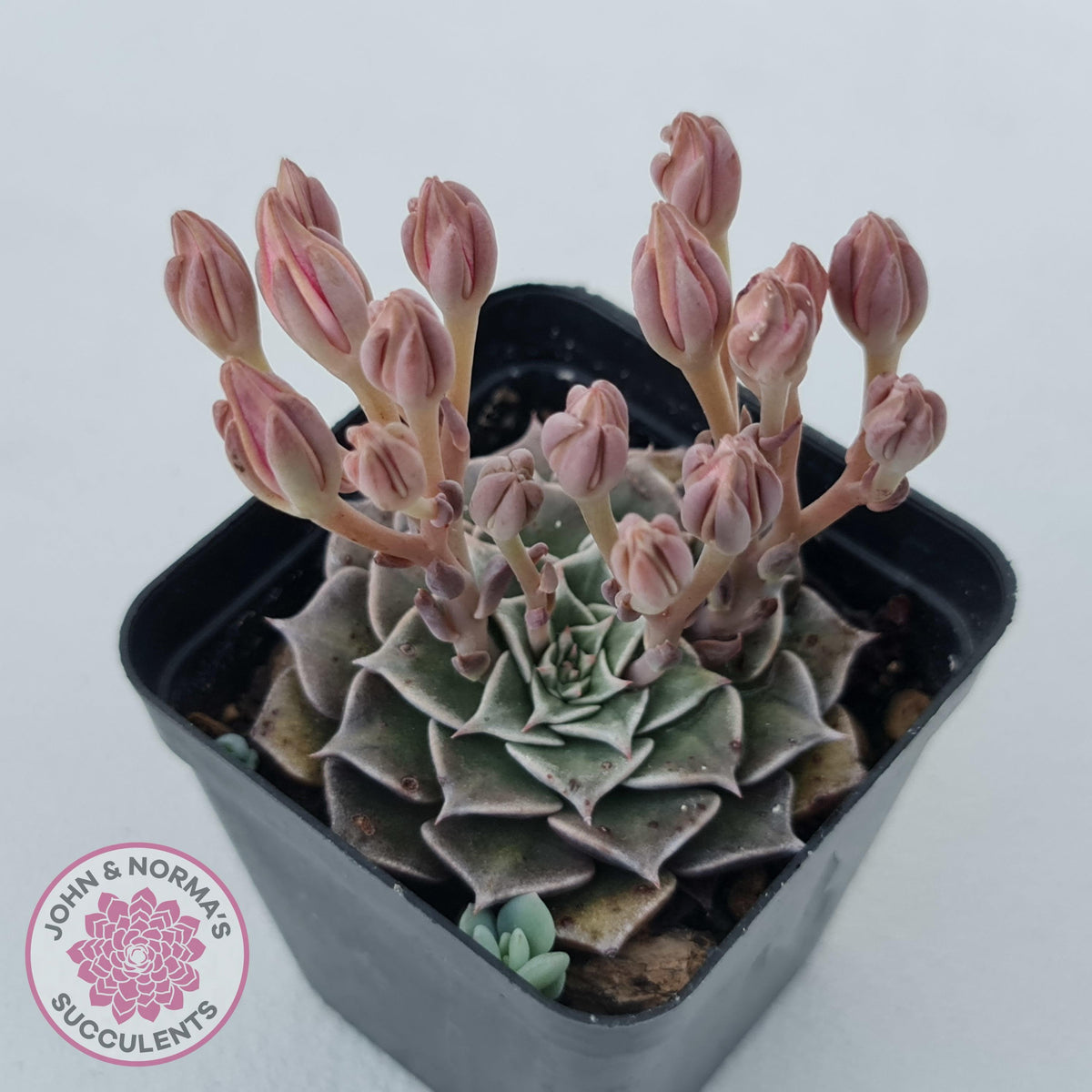 Graptopetalum bellum aka Tacitus bellus