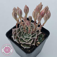 Load image into Gallery viewer, Graptopetalum bellum aka Tacitus bellus - John & Norma's Succulents Australia
