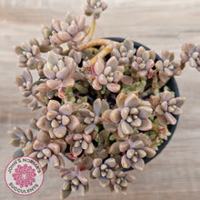 Load image into Gallery viewer, Graptopetalum mendozae 'Mirinae' (miniature pink form)