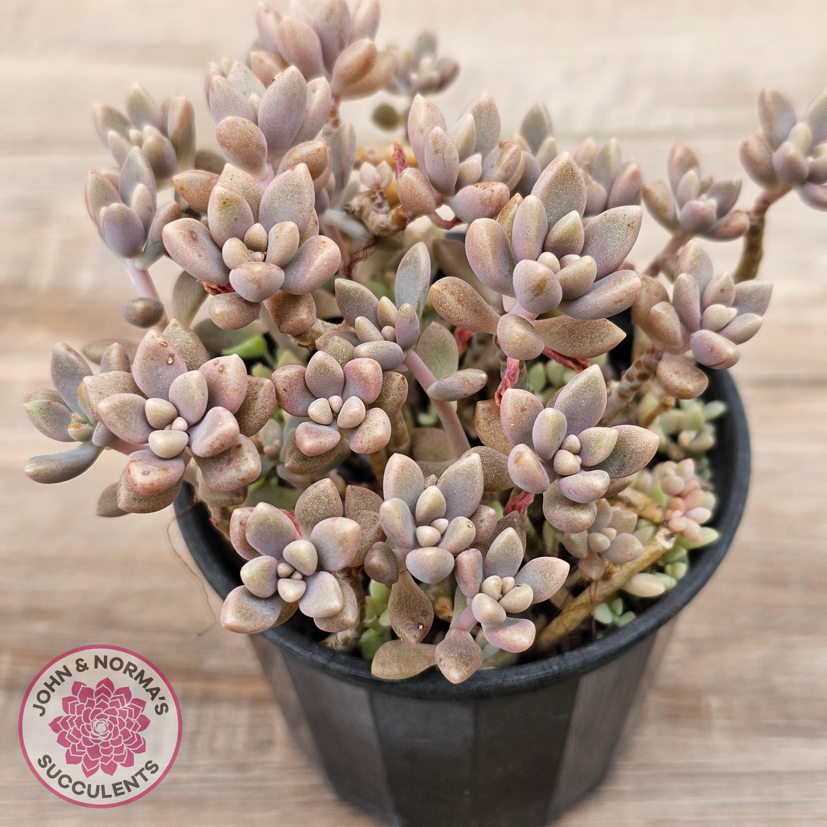 Graptopetalum mendozae 'Mirinae' (miniature pink form)