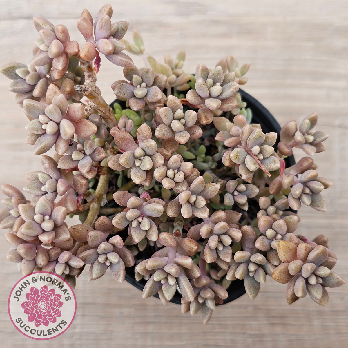 Graptopetalum mendozae 'Mirinae' (miniature pink form)