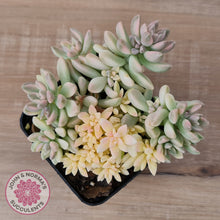 Load image into Gallery viewer, Graptopetalum mendozae 'Mirinae' variegata