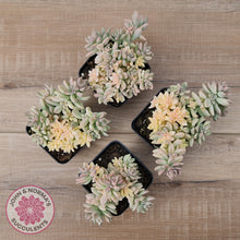 Load image into Gallery viewer, Graptopetalum mendozae 'Mirinae' variegata