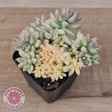 Load image into Gallery viewer, Graptopetalum mendozae 'Mirinae' variegata