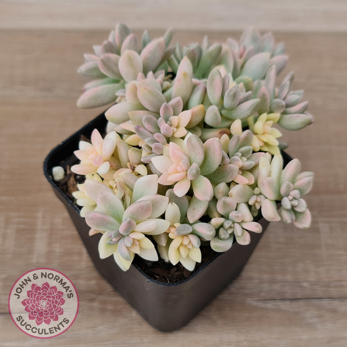Graptopetalum mendozae 'Mirinae' variegata