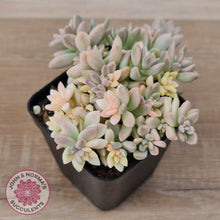 Load image into Gallery viewer, Graptopetalum mendozae 'Mirinae' variegata