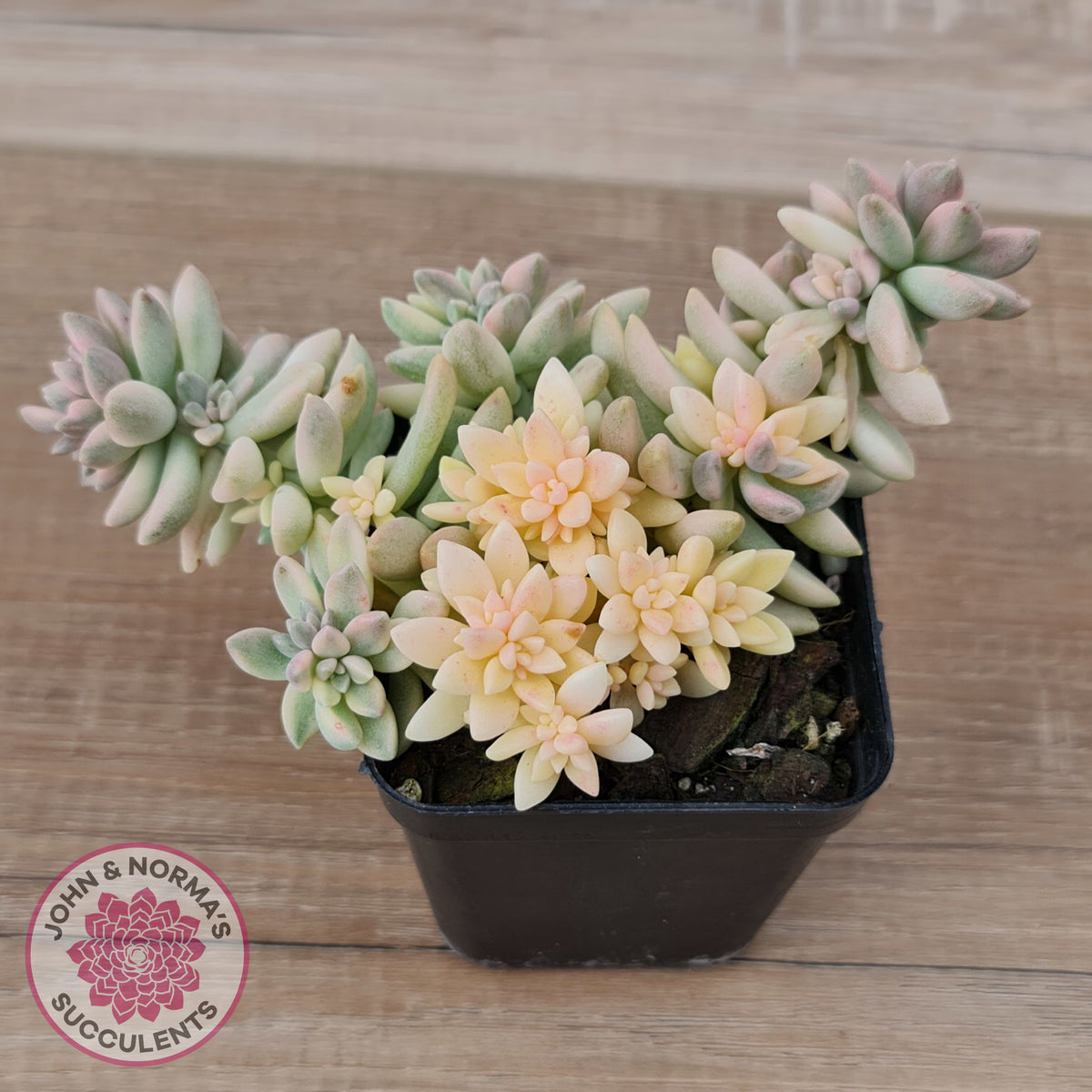 Graptopetalum mendozae 'Mirinae' variegata
