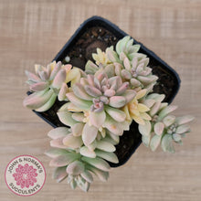 Load image into Gallery viewer, Graptopetalum mendozae 'Mirinae' variegata