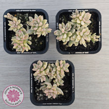 Load image into Gallery viewer, Graptopetalum mendozae 'Mirinae' variegata