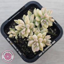Load image into Gallery viewer, Graptopetalum mendozae 'Mirinae' variegata