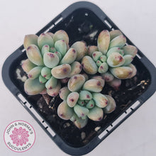 Load image into Gallery viewer, Graptopetalum pachyphyllum
