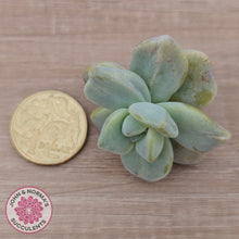 Load image into Gallery viewer, Graptopetalum paraguayense ssp. bernalense Monstrose - Cutting