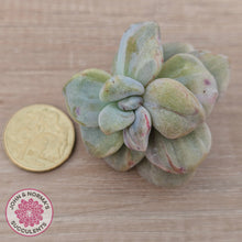 Load image into Gallery viewer, Graptopetalum paraguayense ssp. bernalense Monstrose - Cutting
