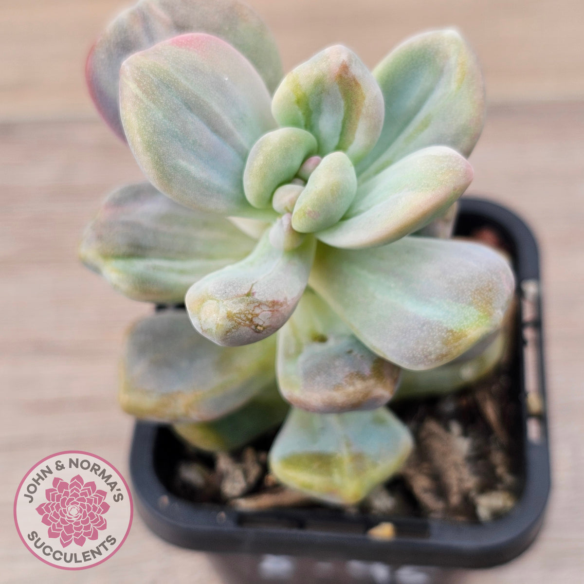 Graptopetalum paraguayense ssp. bernalense Monstrose
