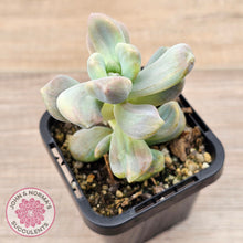 Load image into Gallery viewer, Graptopetalum paraguayense ssp. bernalense Monstrose