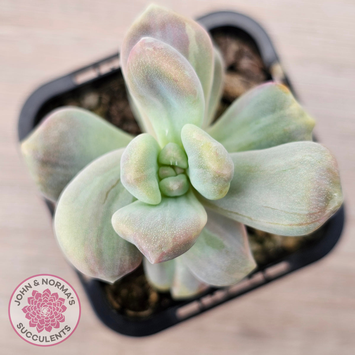 Graptopetalum paraguayense ssp. bernalense Monstrose