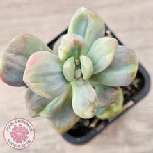 Load image into Gallery viewer, Graptopetalum paraguayense ssp. bernalense Monstrose