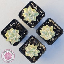 Load image into Gallery viewer, Graptopetalum paraguayense ssp. bernalense variegated