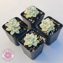 Load image into Gallery viewer, Graptopetalum paraguayense ssp. bernalense variegated